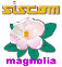 magnolia