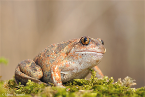 PROGETTO LIFE19 NAT/IT/000883 URGENT ACTIONS FOR LONG-TERM CONSERVATION OF PELOBATES FUSCUS INSUBRICUS IN THE DISTRIBUTION AREA